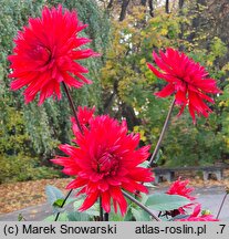 Dahlia hort. Kier