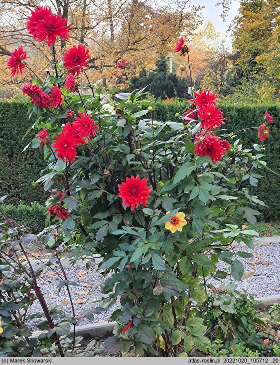Dahlia hort. Kier
