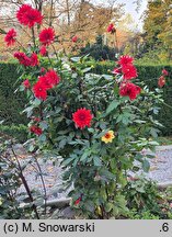 Dahlia hort. Kier