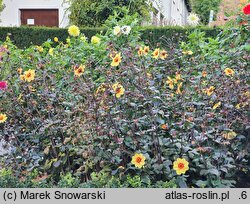 Dahlia hort. Sunshine