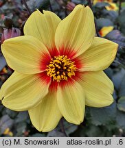 Dahlia hort. Sunshine