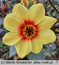 Dahlia hort. Sunshine