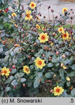 Dahlia hort. Sunshine