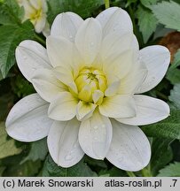 Dahlia hort. Bird To Be
