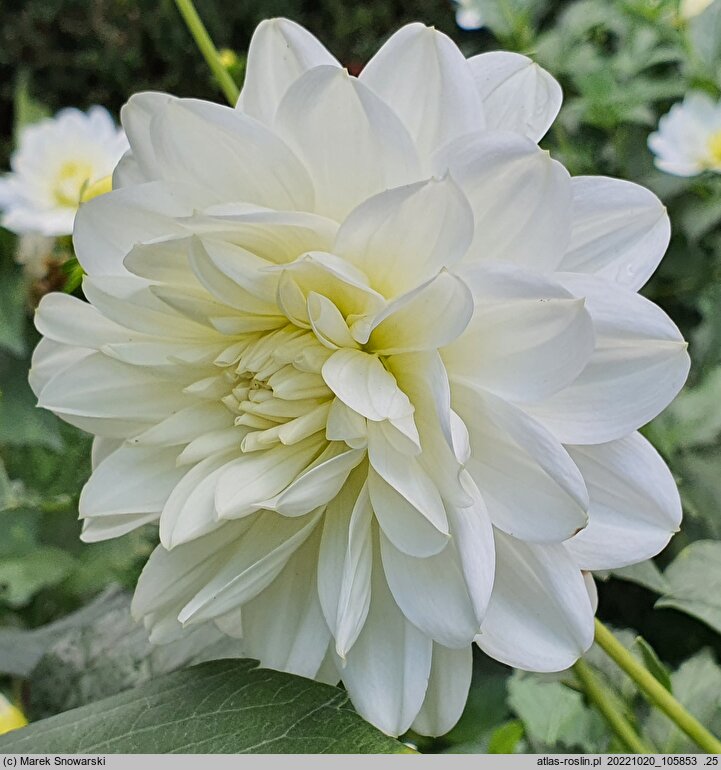 Dahlia hort. Bird To Be