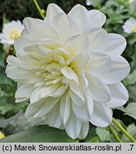 Dahlia hort. Bird To Be