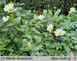 Dahlia hort. Bird To Be