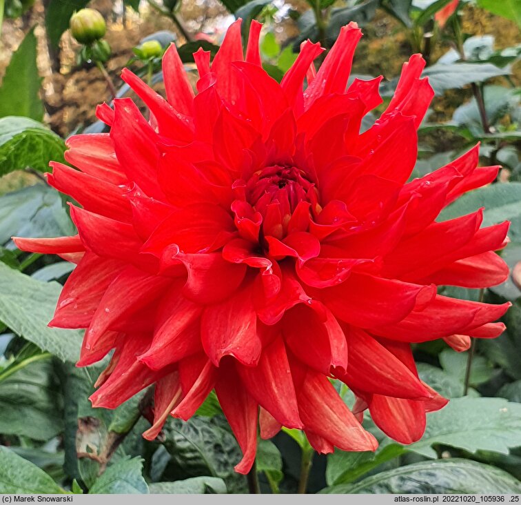 Dahlia hort. Barbarossa