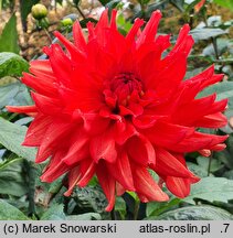 Dahlia hort. Barbarossa