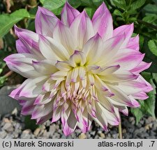 Dahlia hort. Ferncliff Illusion