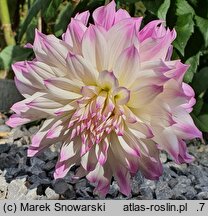Dahlia hort. Ferncliff Illusion