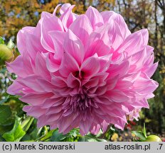 Dahlia hort. Vasio Megas