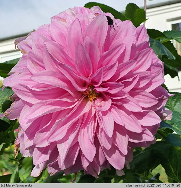 Dahlia hort. Vasio Megas