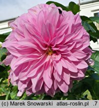 Dahlia hort. Vasio Megas