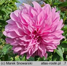 Dahlia hort. Vasio Megas