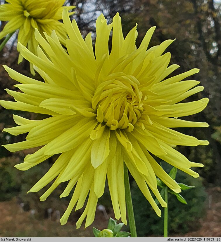Dahlia hort. Kenemerland