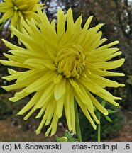 Dahlia hort. Kenemerland