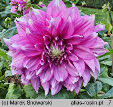 Dahlia hort. Yarra Falls