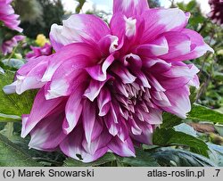 Dahlia hort. Yarra Falls
