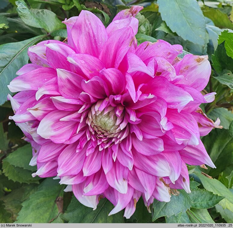 Dahlia hort. Yarra Falls