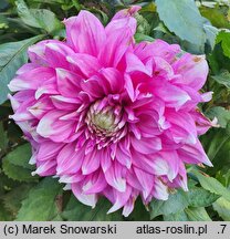 Dahlia hort. Yarra Falls