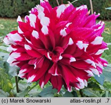 Dahlia hort. Kazusa Shiranami