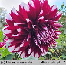 Dahlia hort. Kazusa Shiranami