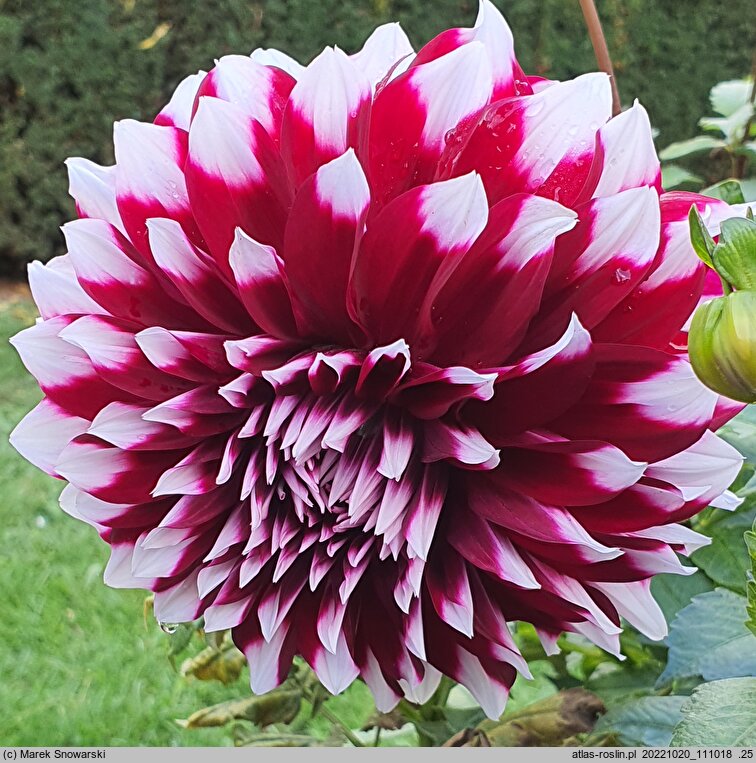 Dahlia hort. Kazusa Shiranami