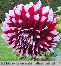 Dahlia hort. Kazusa Shiranami