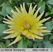 Dahlia hort. Cabana Banana