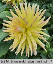 Dahlia hort. Cabana Banana