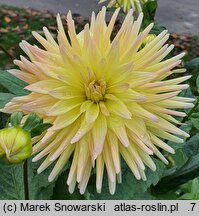 Dahlia hort. Cabana Banana