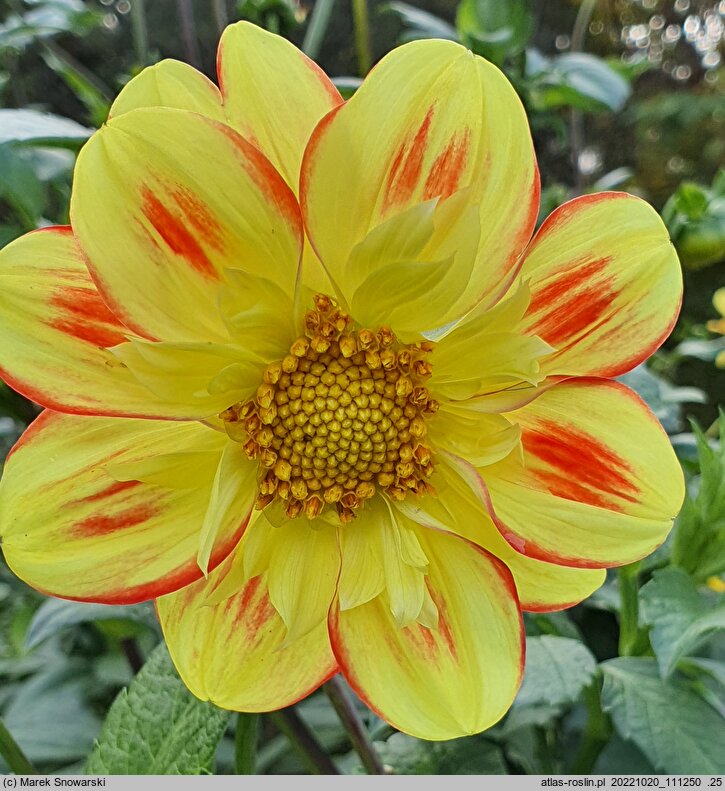 Dahlia hort. Pooh