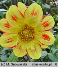 Dahlia hort. Pooh