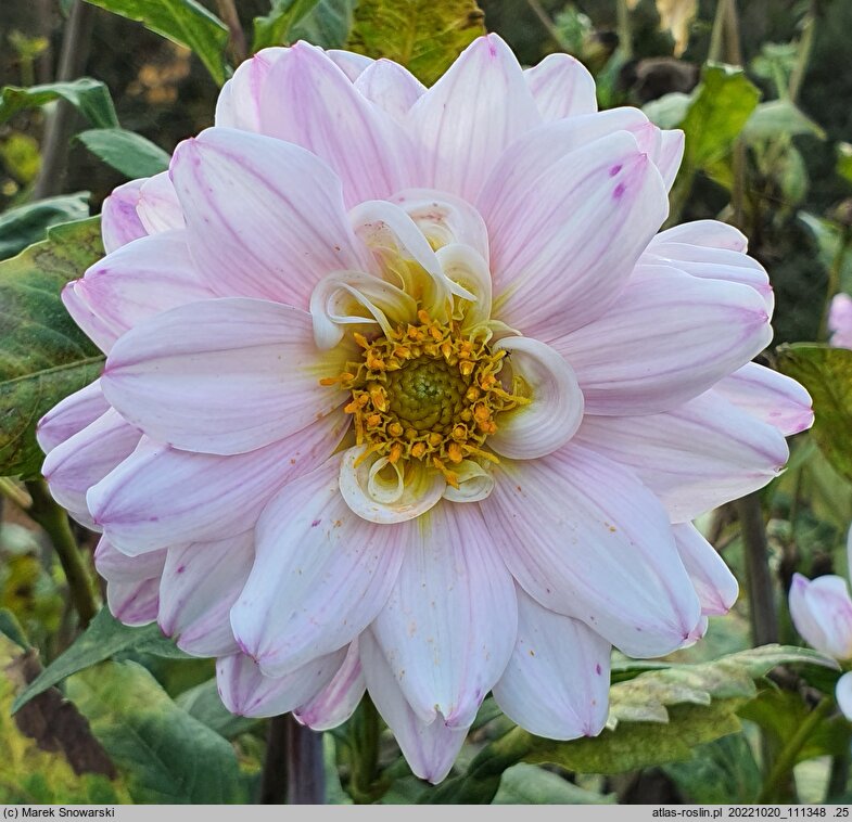 Dahlia hort. Sagitta