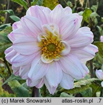 Dahlia hort. Sagitta