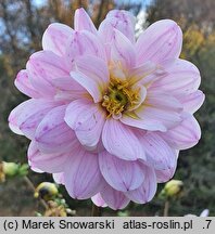 Dahlia hort. Sagitta