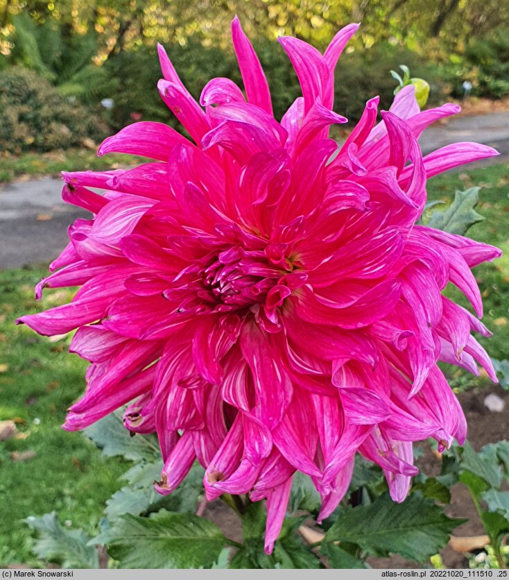 Dahlia hort. Grand Finale