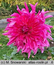 Dahlia hort. Grand Finale