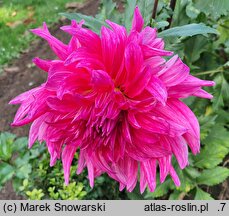 Dahlia hort. Grand Finale