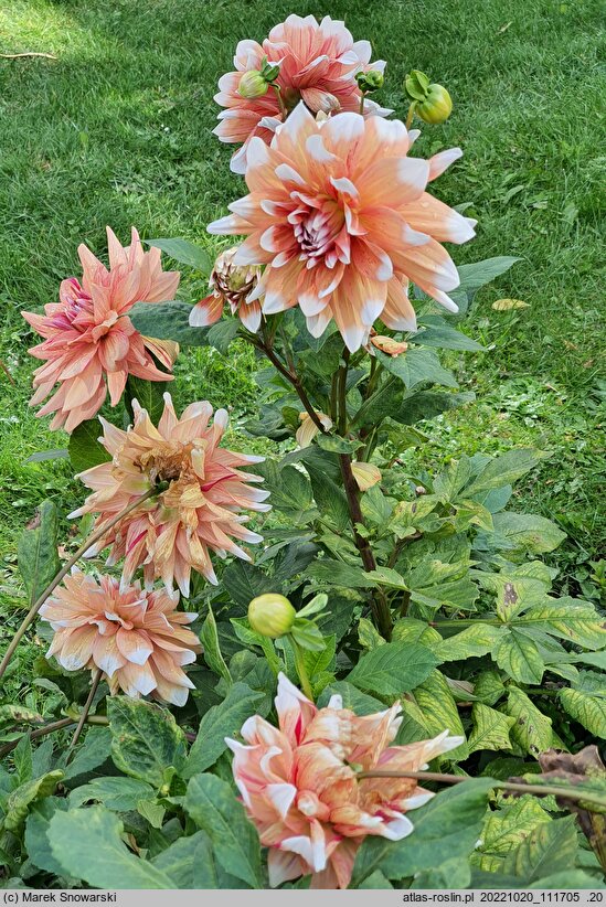 Dahlia hort. Striped Duet