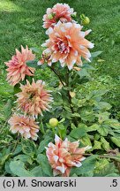 Dahlia hort. Striped Duet