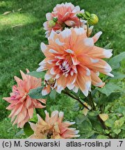Dahlia hort. Striped Duet