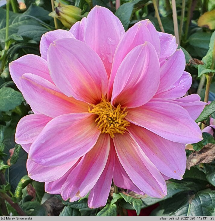Dahlia hort. Onesta