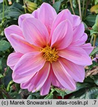 Dahlia hort. Onesta
