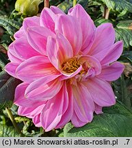 Dahlia hort. Onesta