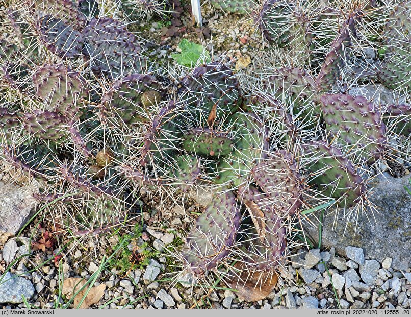 Opuntia nicholii