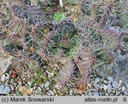 Opuntia nicholii
