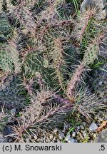 Opuntia nicholii