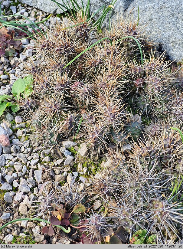 Opuntia fragilis